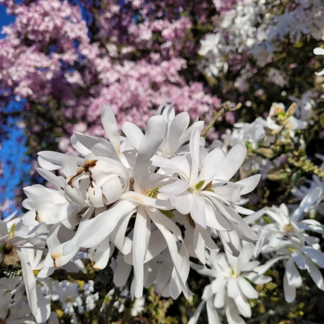 Petit bohneur du jour... Les magnolias du jardin de mes voisins...