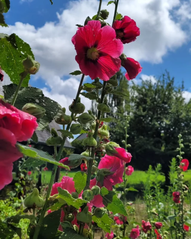 Les roses trémières sont l'une de mes fleurs préférées. Je récupère des graines et j'en sème partout. Cela ne marche pas toujours mais quand ça marche, je jubile !
#fleurs
#jardín
#poésie #été