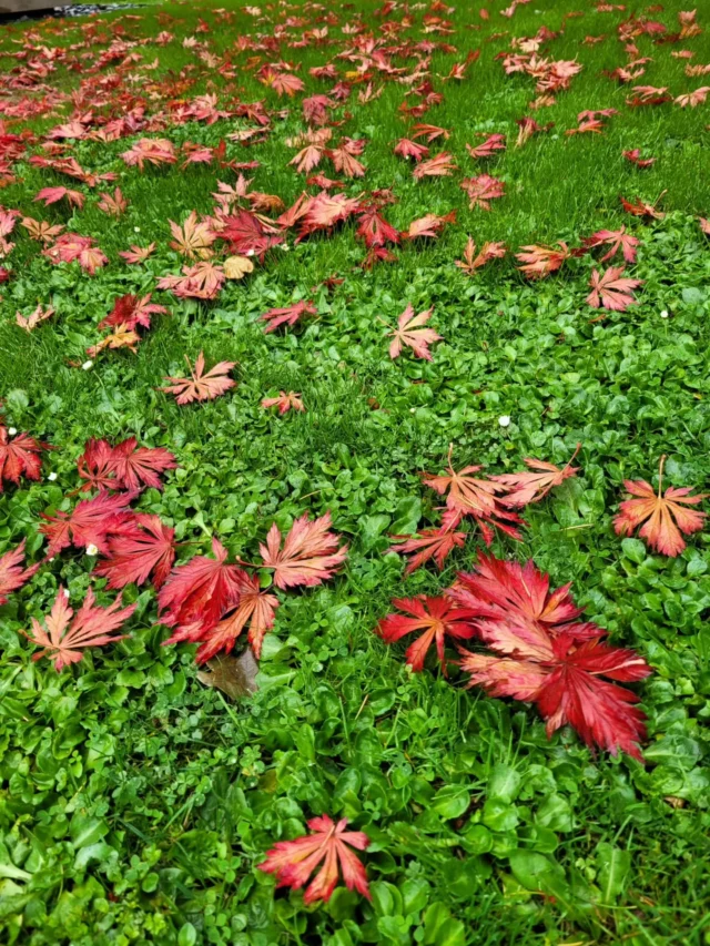 Automne en Normandie... Jardin du musée Michel Ciry à Varengeville.